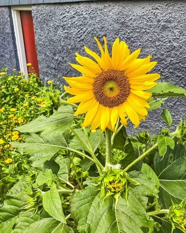 a view of a swimming pool with lounge chair