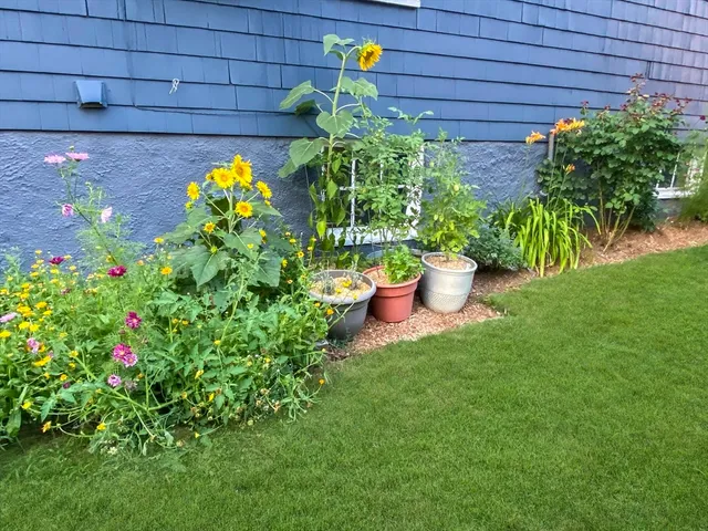 a view of a flower in a garden