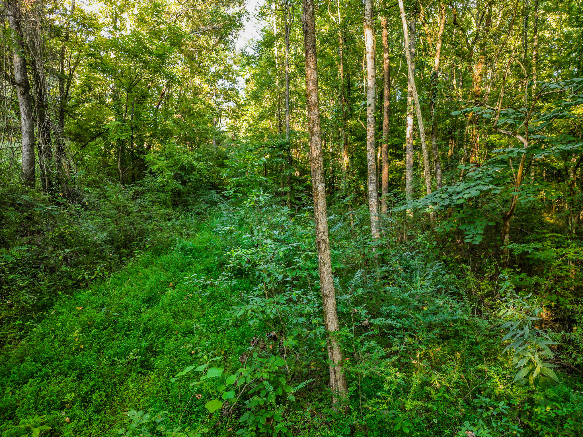 1320 Jones Crossing Road Whitwell, TN 37397 - Photo 46 of 50 DJI_0337-HDR