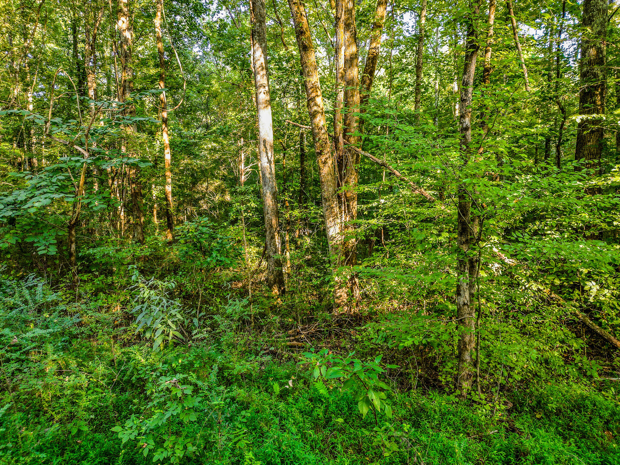 1320 Jones Crossing Road Whitwell, TN 37397 - Photo 47 of 50 DJI_0340-HDR
