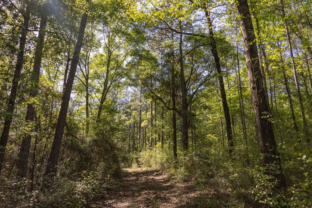 165-acres Harrison Road Kinston, AL 36453 - Photo 15 of 26