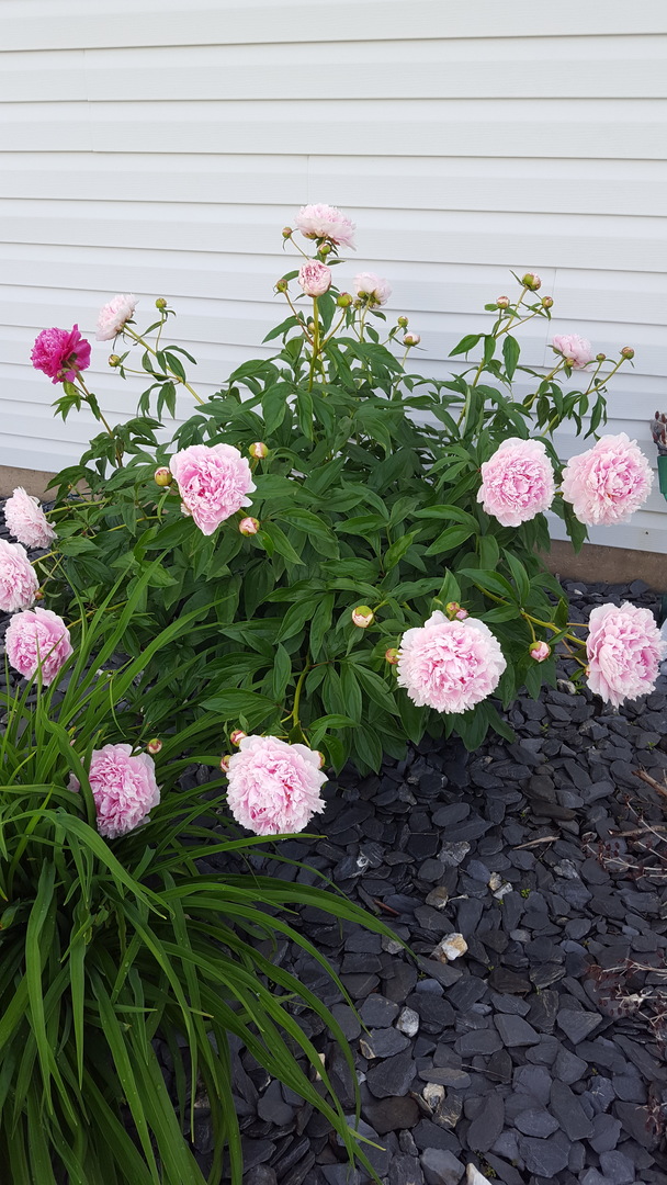 976 Griffith Avenue Elburn, IL 60119 - Photo 31 of 33