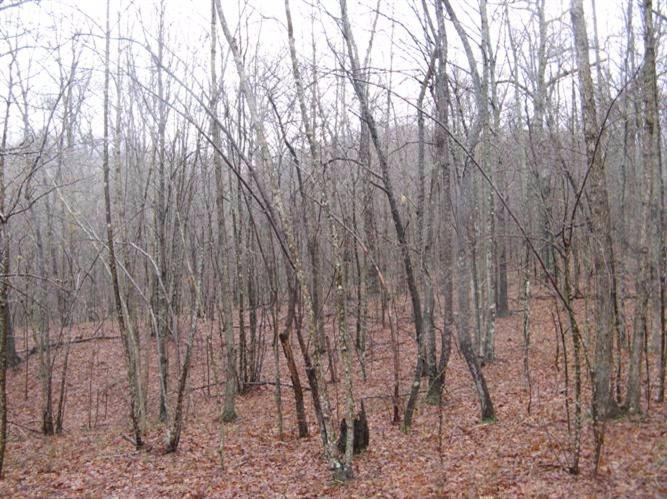 2800 East Fork Road Means, KY 40346 - Photo 16 of 22 Photo 16