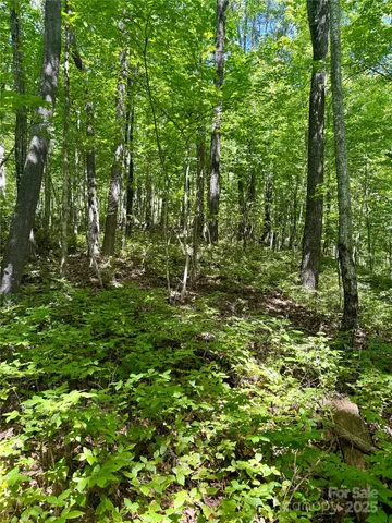a view of a lush green forest