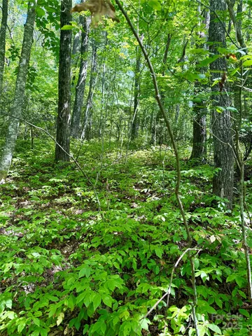 a view of a lush green forest