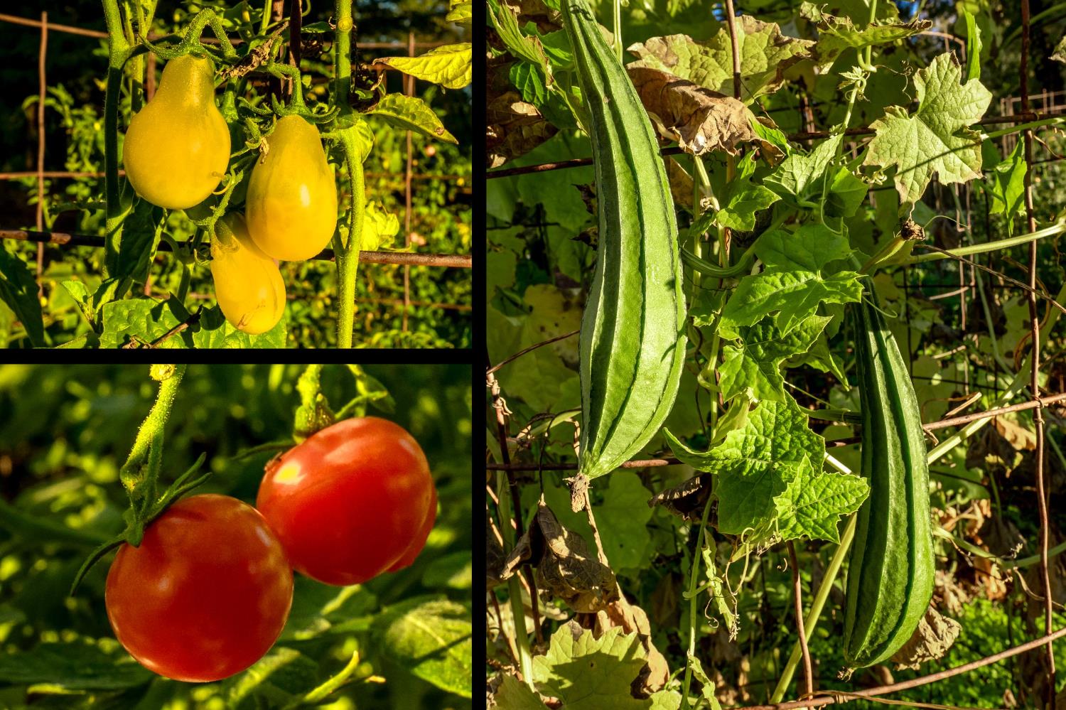 19595 Bow Valley Road Grass Valley, CA 95945 - Photo 62 of 84