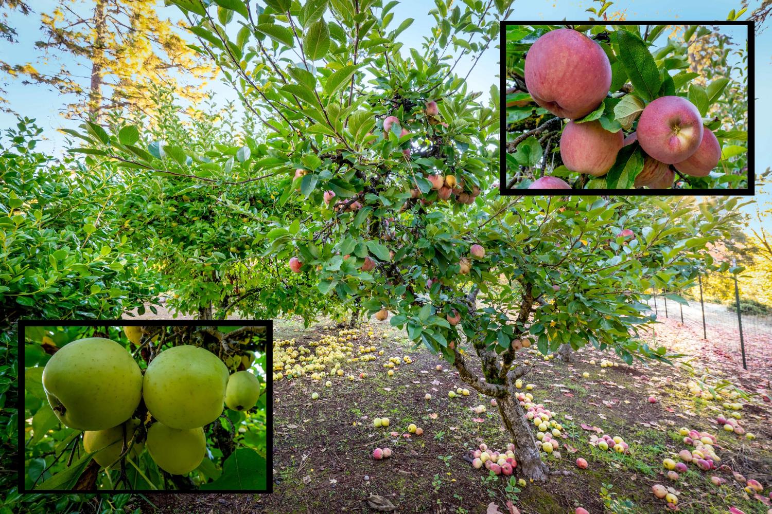 19595 Bow Valley Road Grass Valley, CA 95945 - Photo 66 of 84 Apples, Peach, Pear, Fig Trees and grapes are grown here