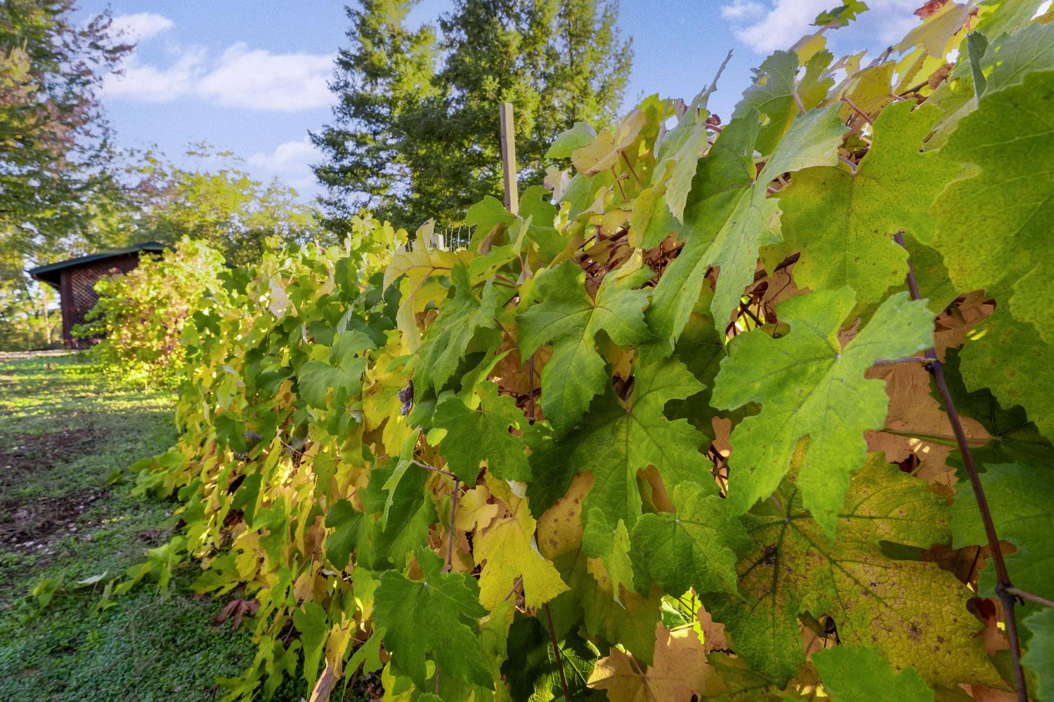 19595 Bow Valley Road Grass Valley, CA 95945 - Photo 67 of 84