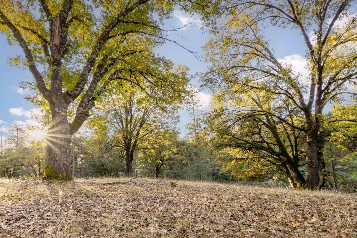 19595 Bow Valley Road Grass Valley, CA 95945 - Photo 69 of 84
