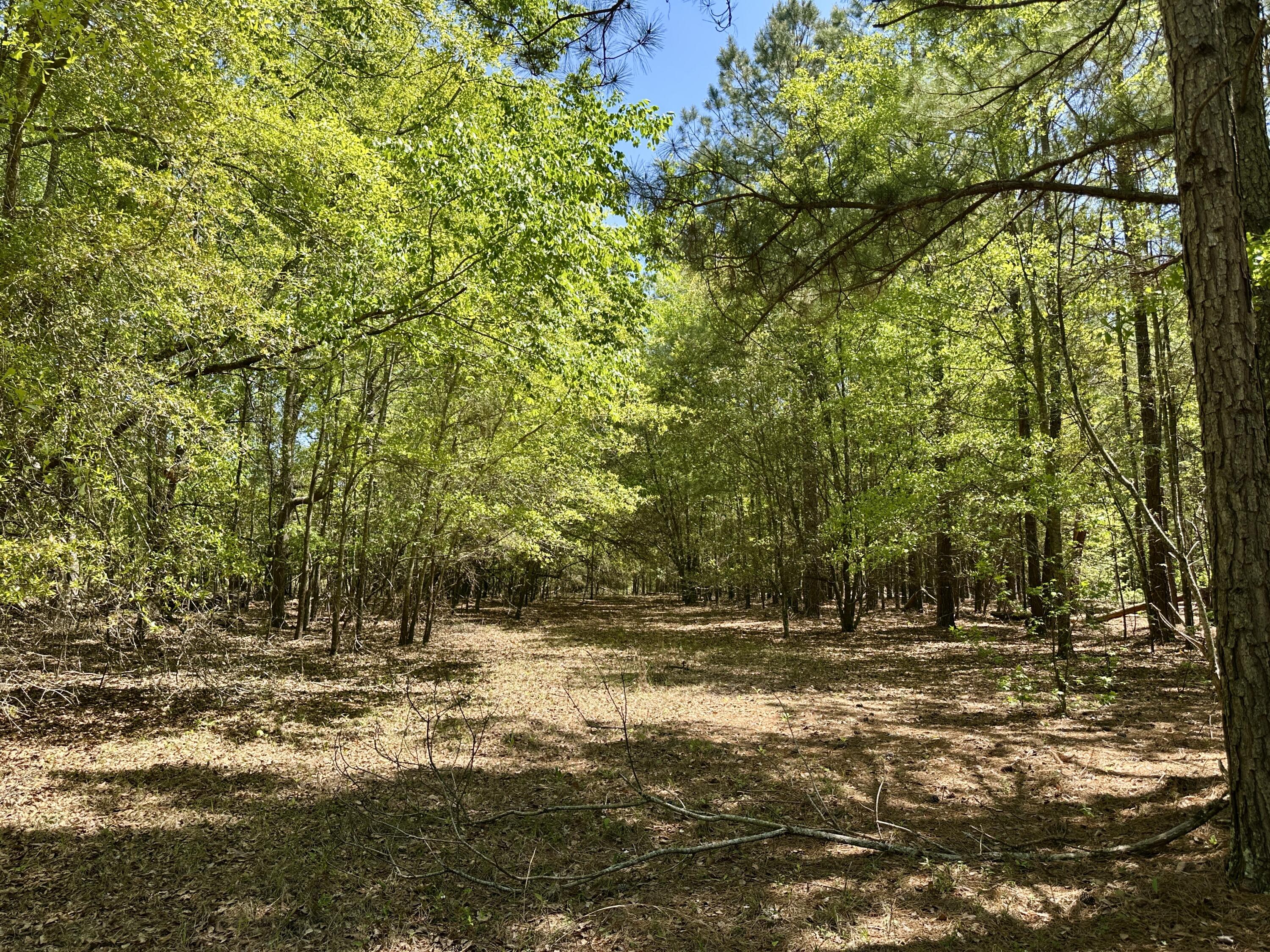 3021 Salley Road Salley, SC 29137 - Photo 43 of 73