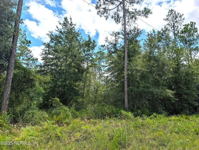 a view of a forest with trees in front of it