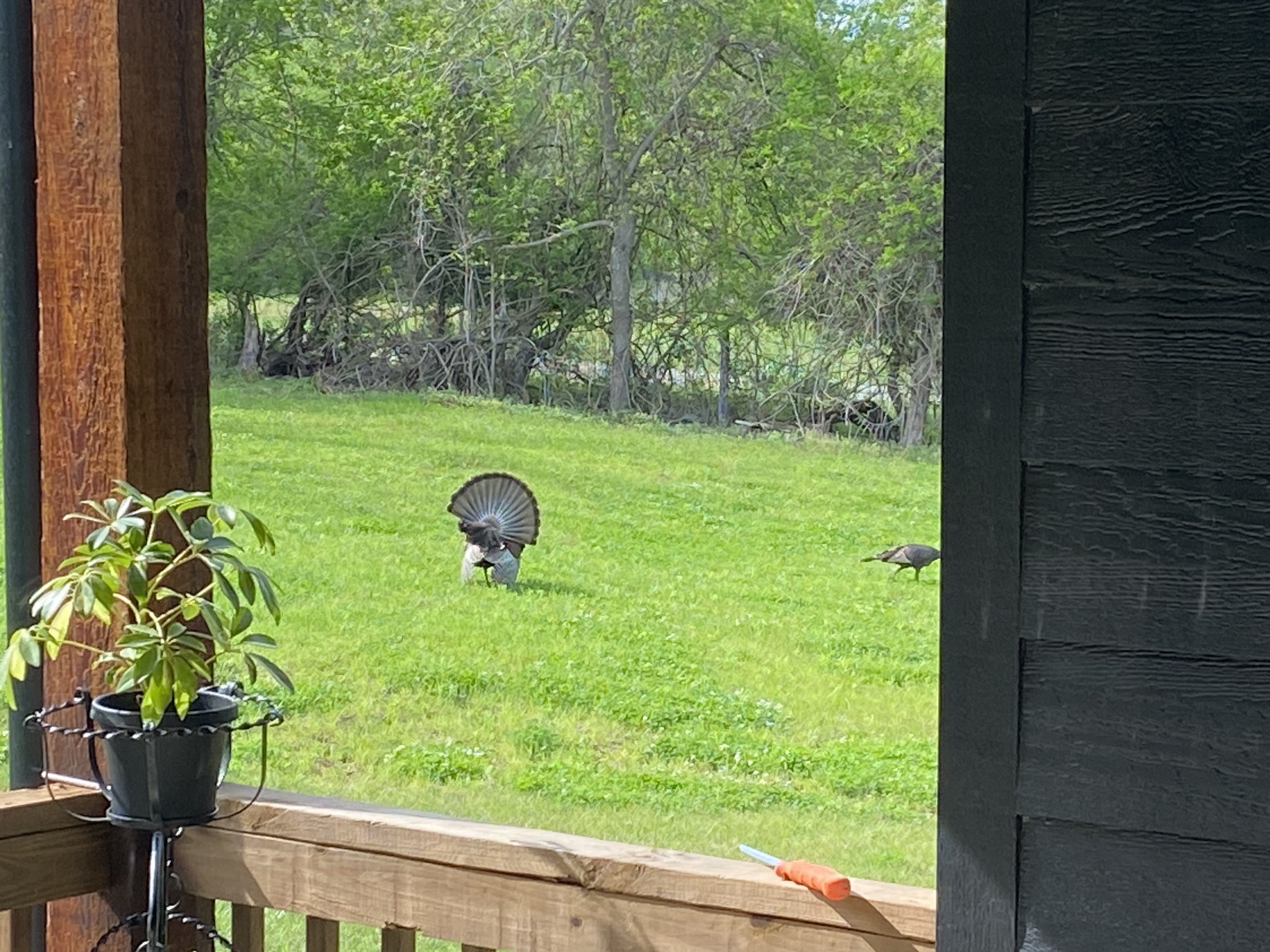 1649 Snake Creek Road Belfast, TN 37019 - Photo 5 of 57 a view of a garden from a window