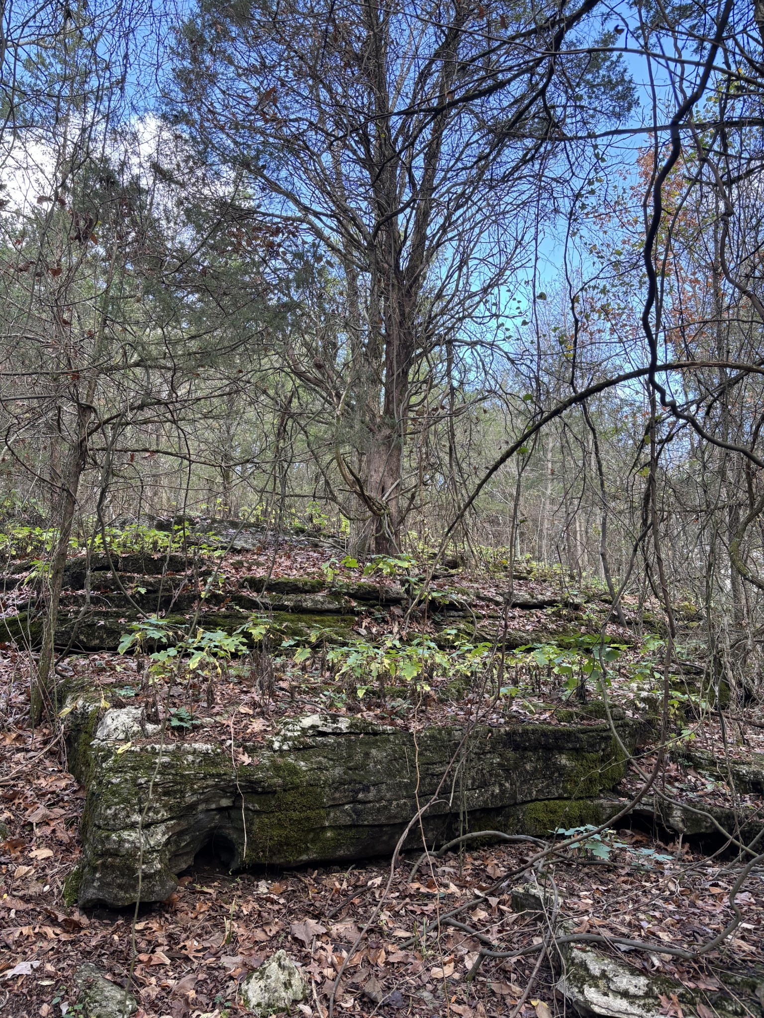 1649 Snake Creek Road Belfast, TN 37019 - Photo 54 of 57 a view of a yard with plants and trees