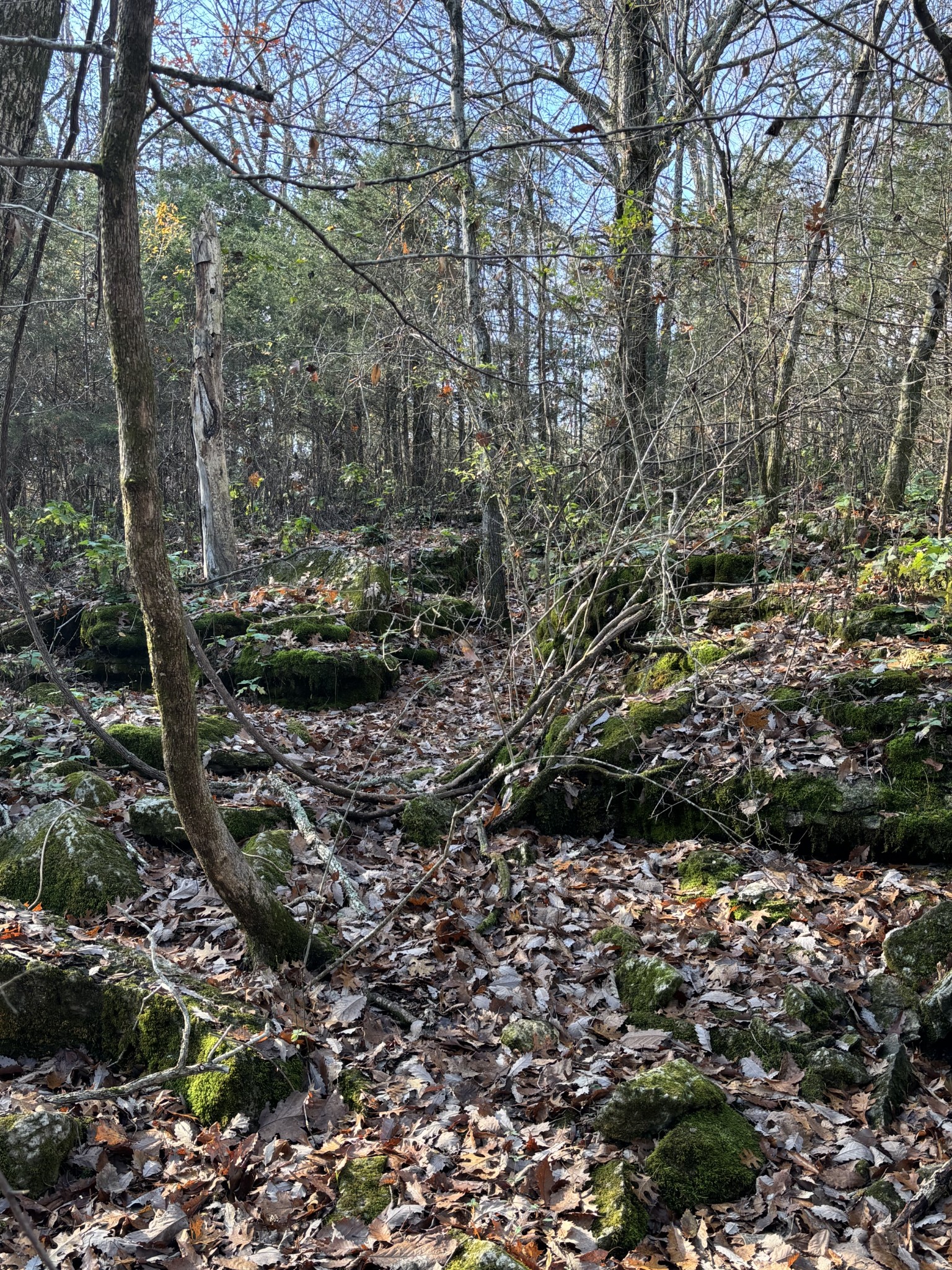 1649 Snake Creek Road Belfast, TN 37019 - Photo 56 of 57 a view of a forest filled with trees
