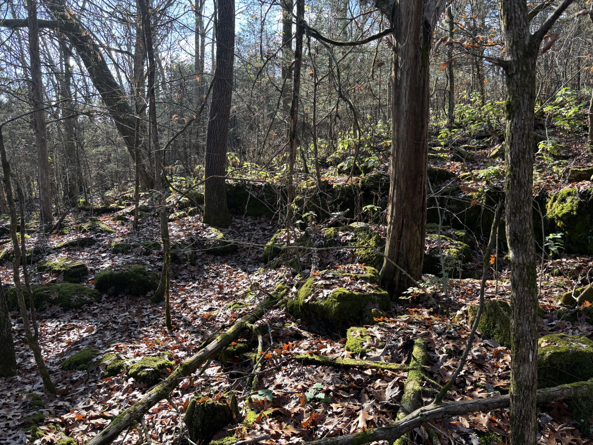 1649 Snake Creek Road Belfast, TN 37019 - Photo 57 of 57 a view of a forest with trees
