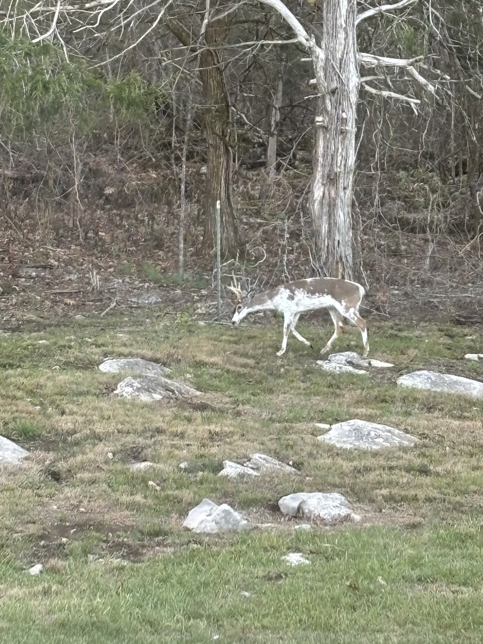 1649 Snake Creek Road Belfast, TN 37019 - Photo 7 of 57 a close up of a white marble top