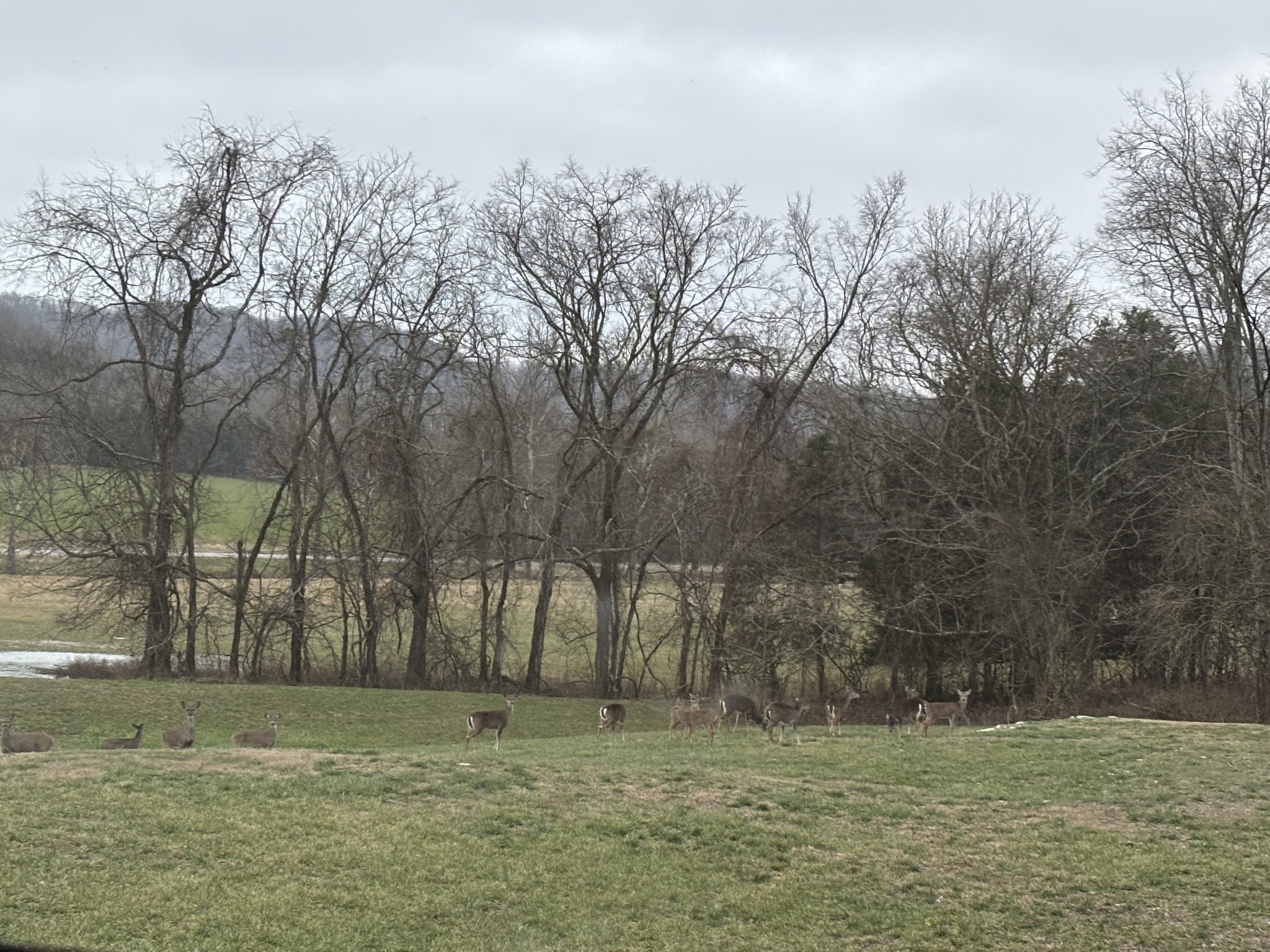 1649 Snake Creek Road Belfast, TN 37019 - Photo 8 of 57 a big yard with trees