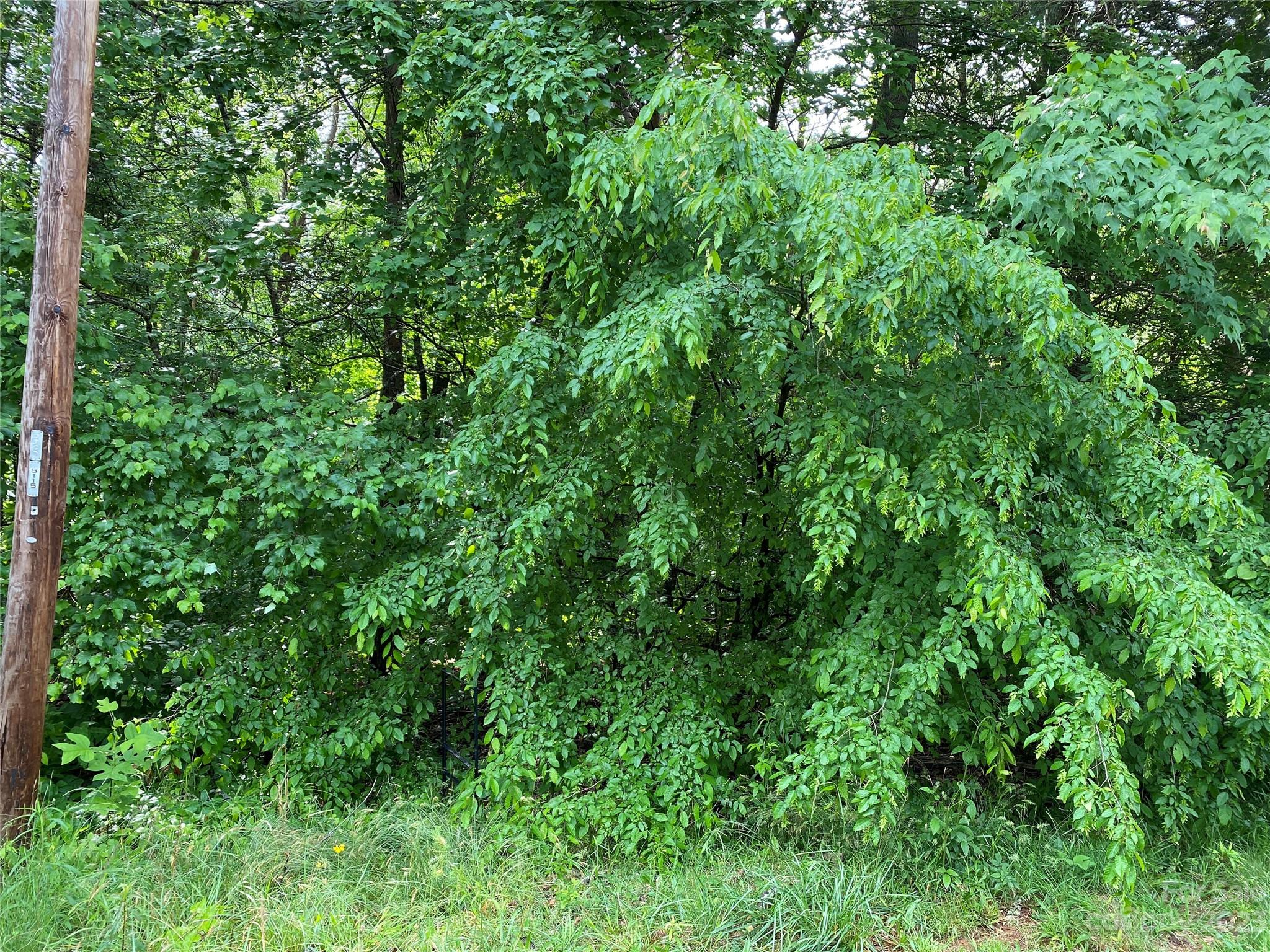 Lot 24 Sherry Street Rutherfordton, NC 28139 - Photo 5 of 6 a view of a lush green forest