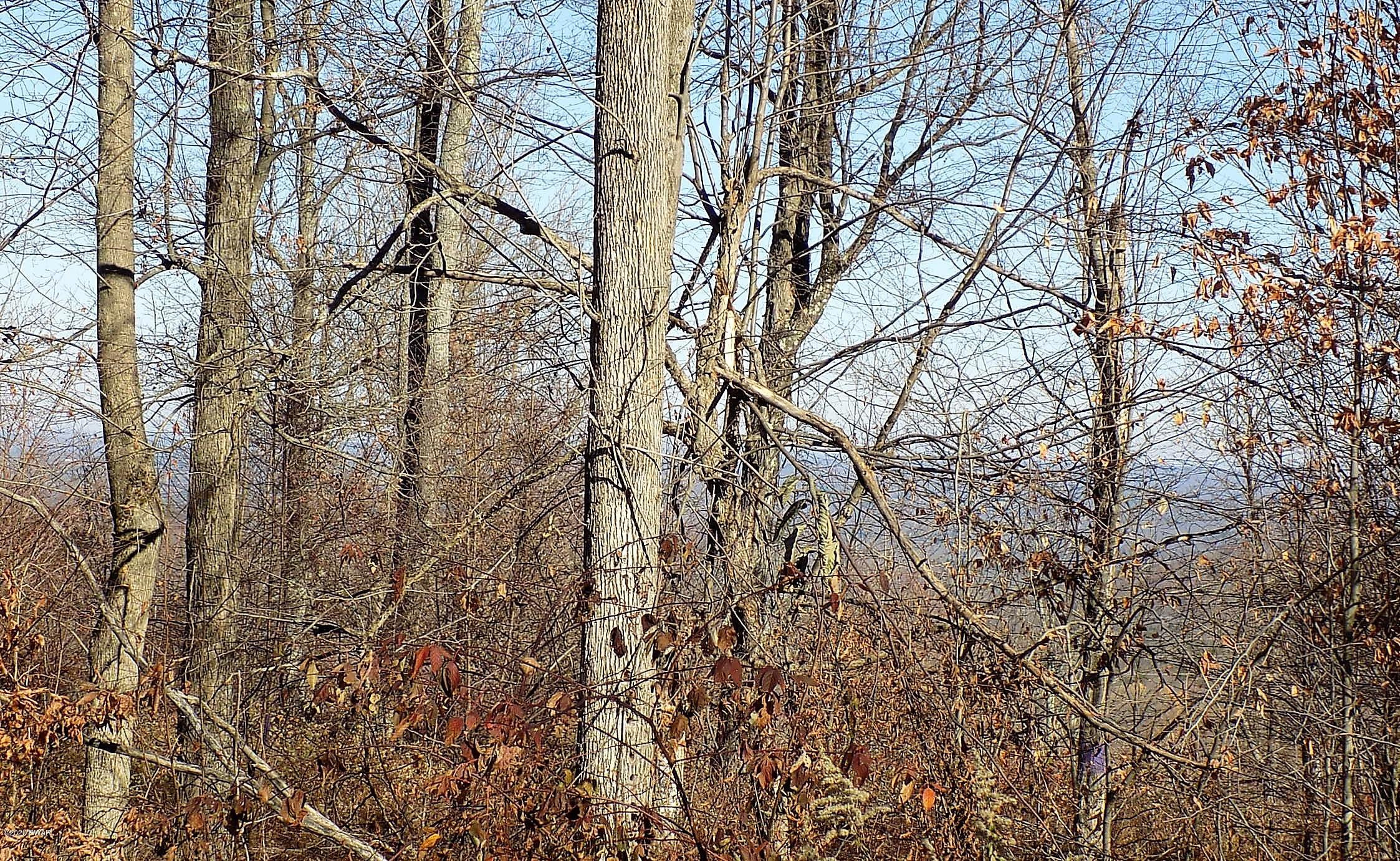 57-acres Sterling Road Newfoundland, PA 18445 - Photo 16 of 21