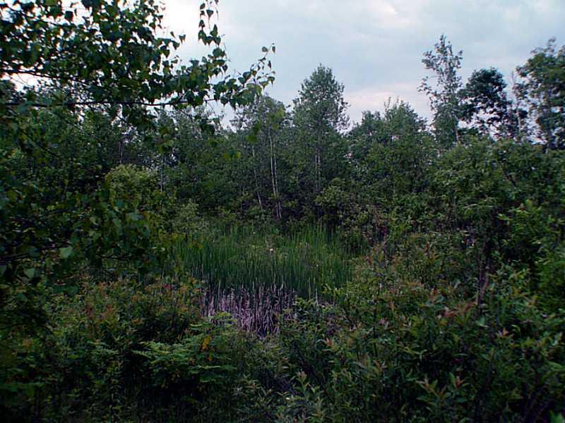 19-14 Fox Farm Road Biddeford, ME 04005 - Photo 8 of 12 Land/Lot. Treed portion of the lot