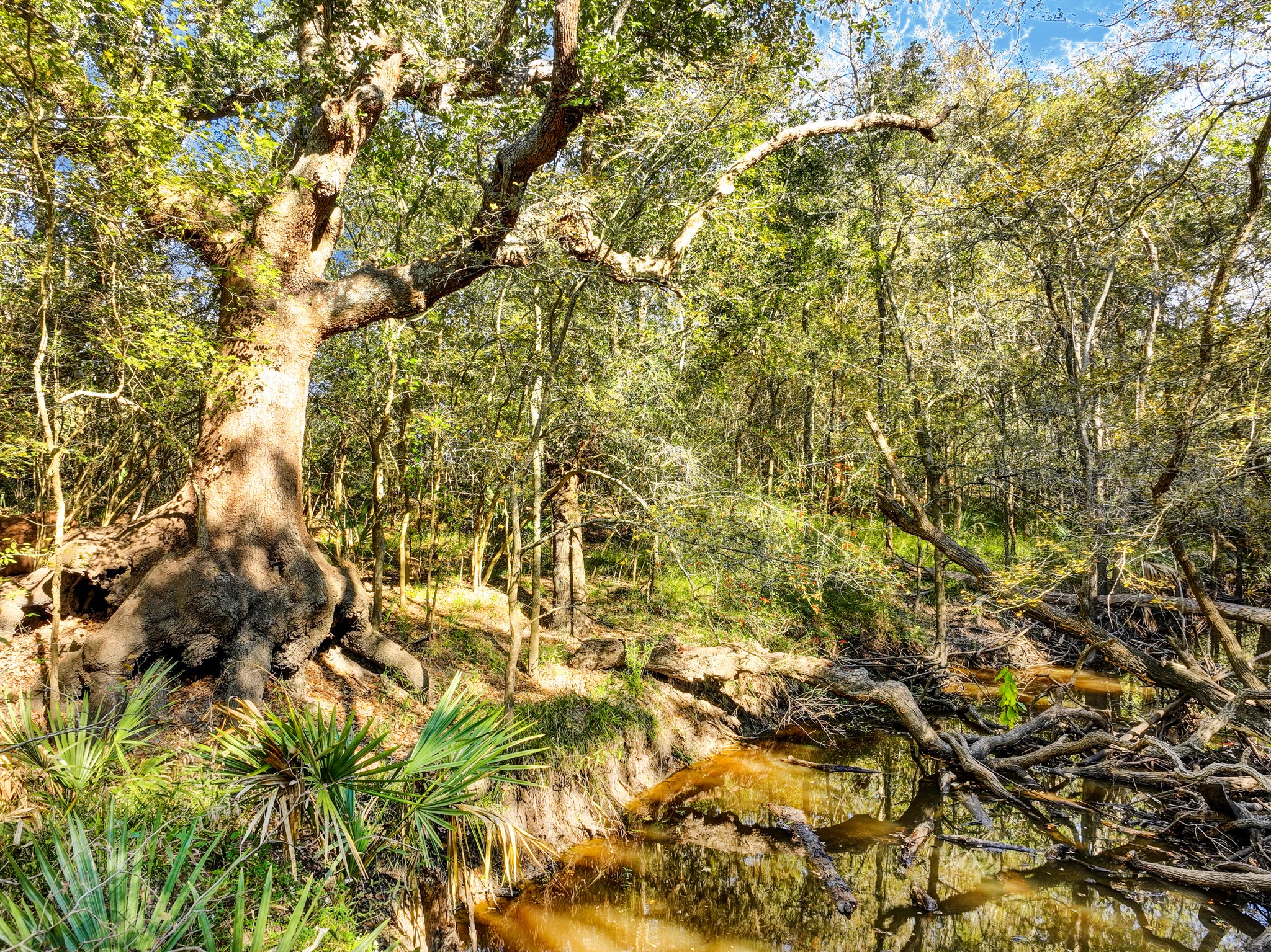 0 County Road 509 Road Damon, TX 77430 - Photo 8 of 18