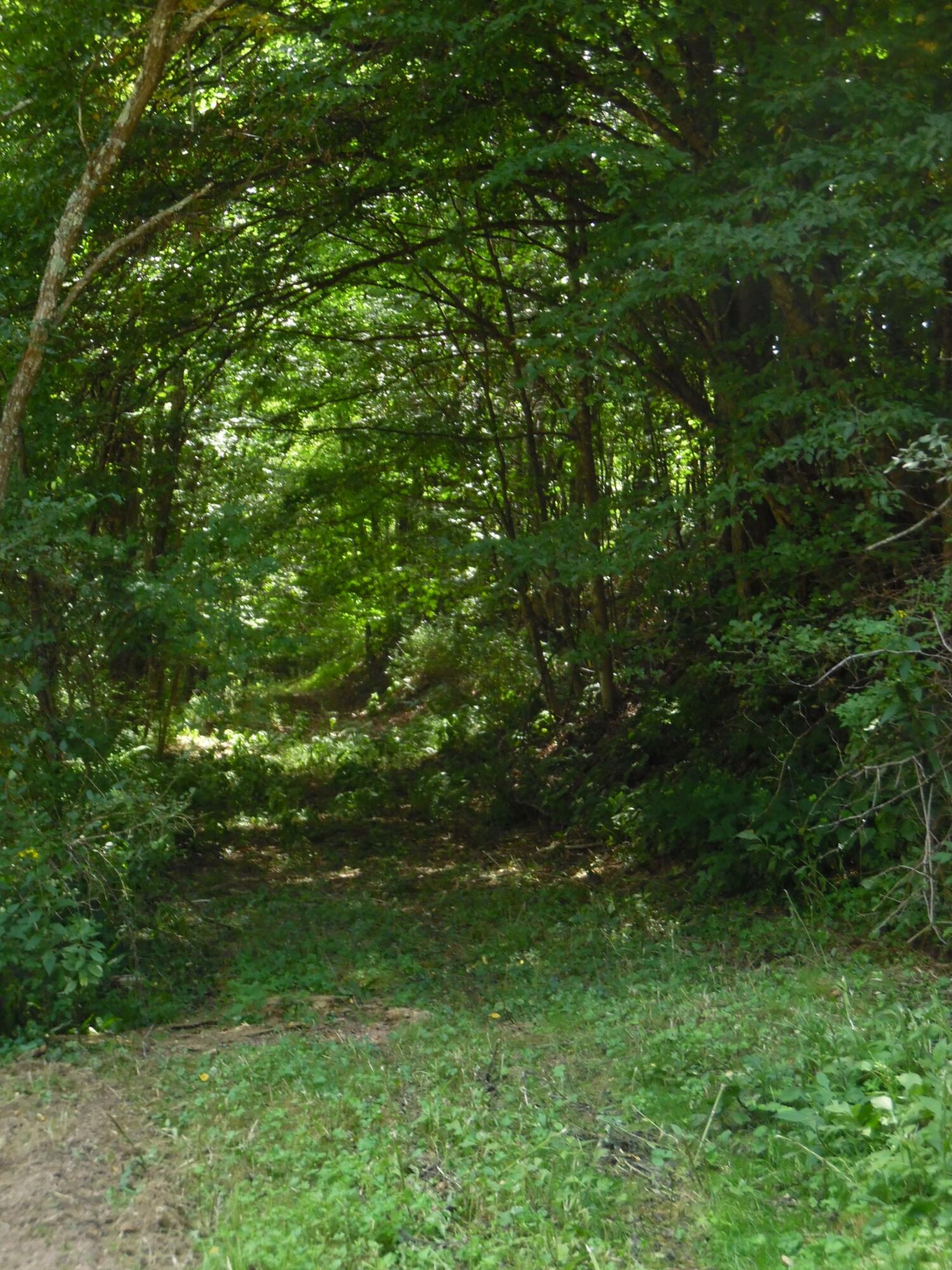 6234 Edray Road Cass, WV 24927 - Photo 12 of 66 Gallery Image 12