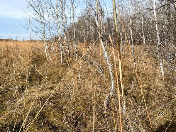 $139,500 | 10 Thief River Falls, Thief River Falls, MN 56701