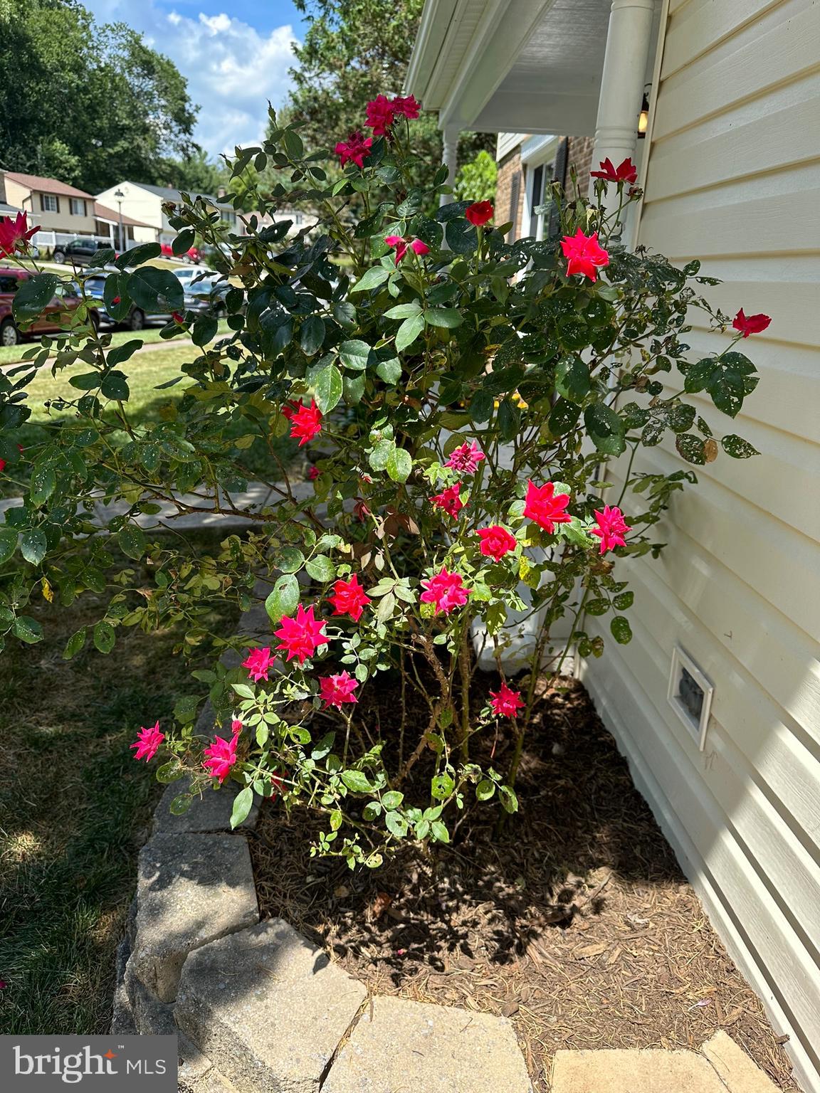 8113 Winter Blue Court Springfield, VA 22153 - Photo 49 of 58 roses in the front of the home
