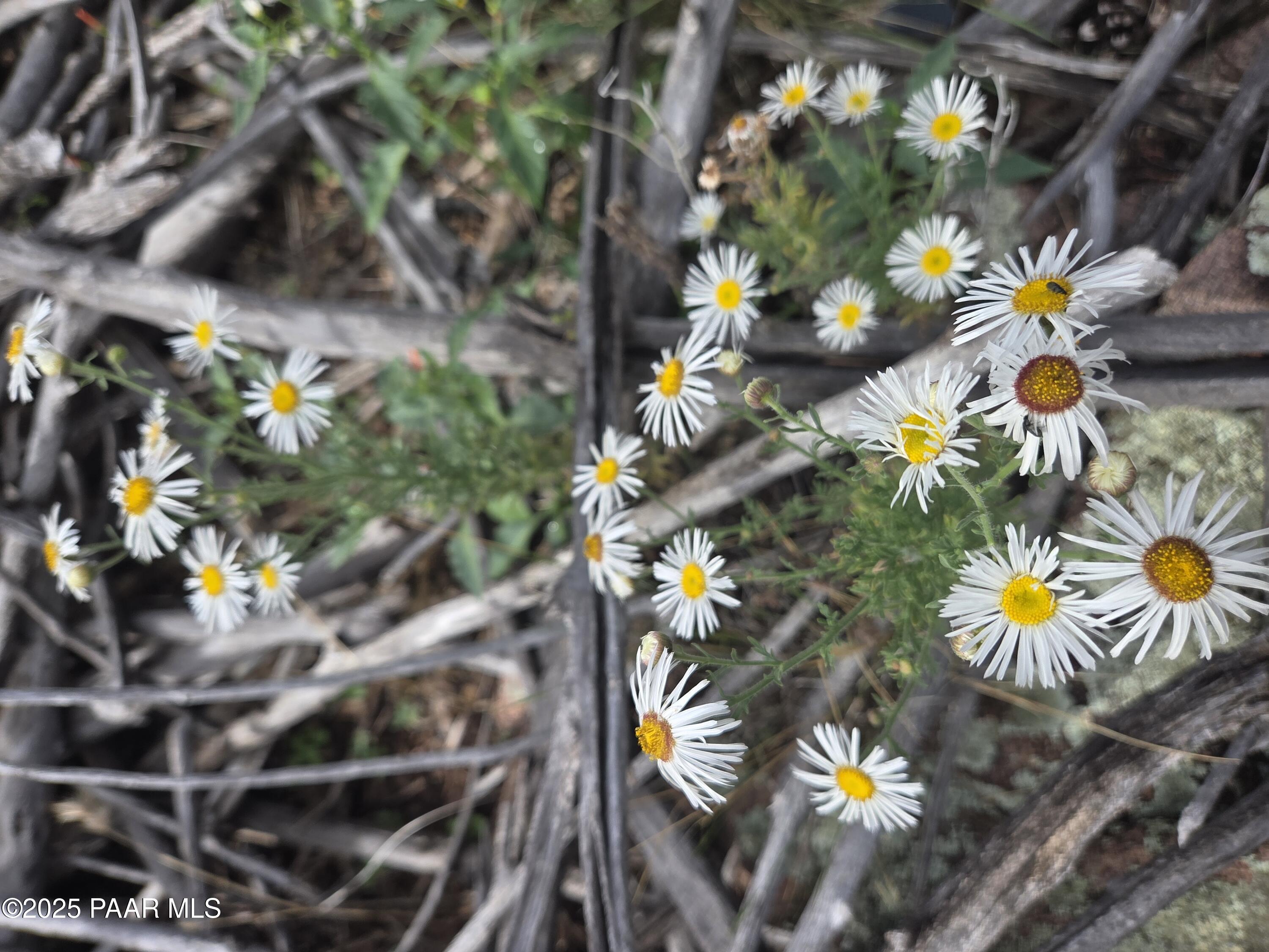 7250 West Hootenanny Road Prescott, AZ 86305 - Photo 28 of 30 a view of a tree with a yard