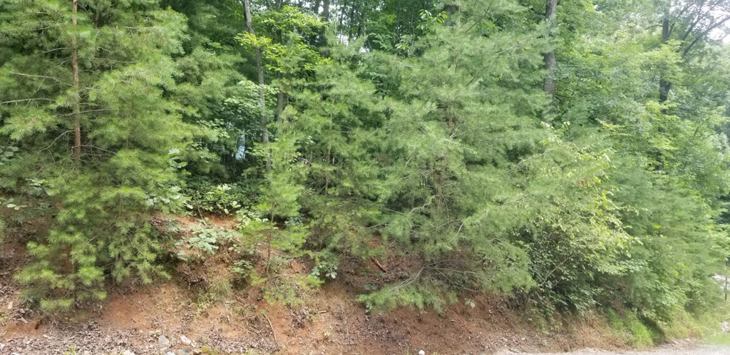 53 River Ridge Blue Ridge, GA 30513 - Photo 3 of 4