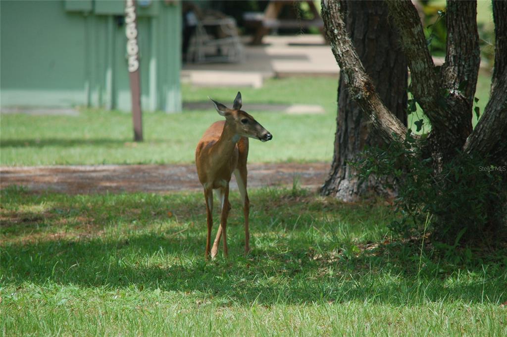 13668 Northeast 226th Avenue Road Salt Springs, FL 32134 - Photo 11 of 30 a backyard of a house