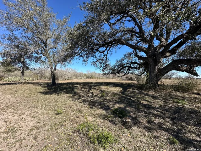 a view of yard with trees