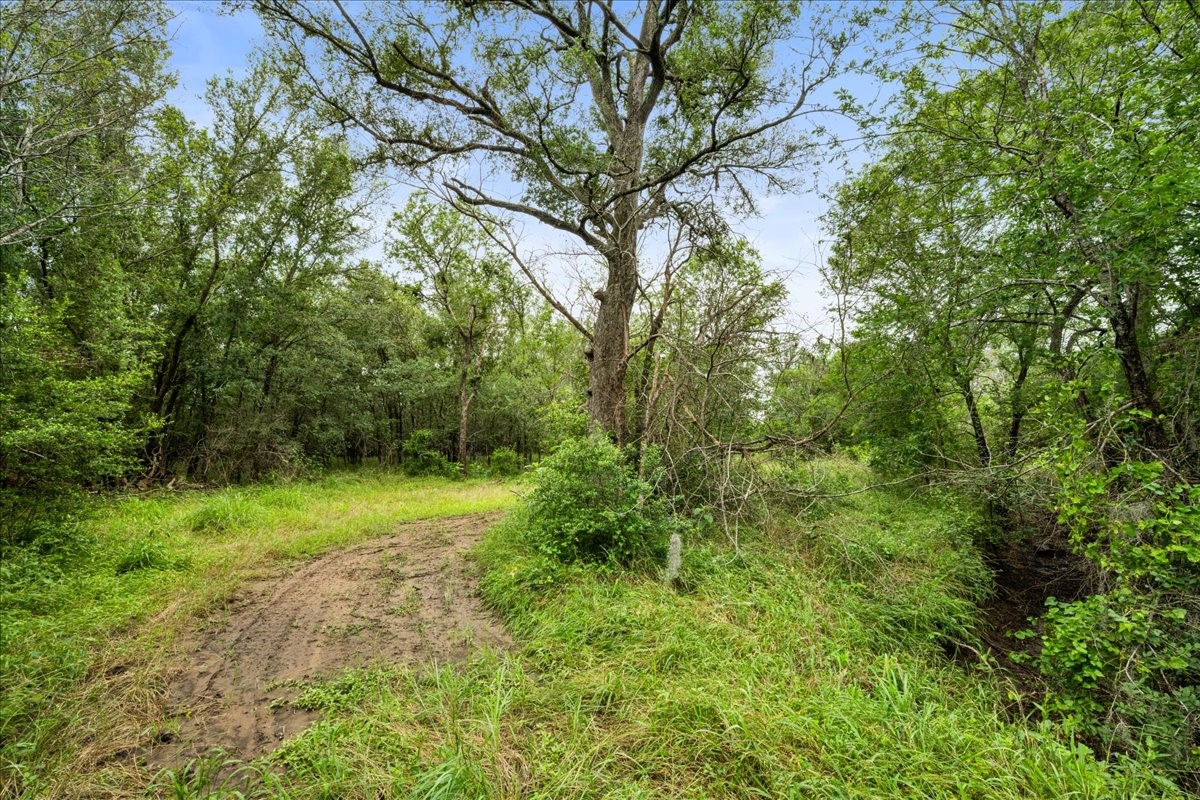 288 Charcoal Road Rosanky, TX 78953 - Photo 21 of 23 a view of a yard with a tree