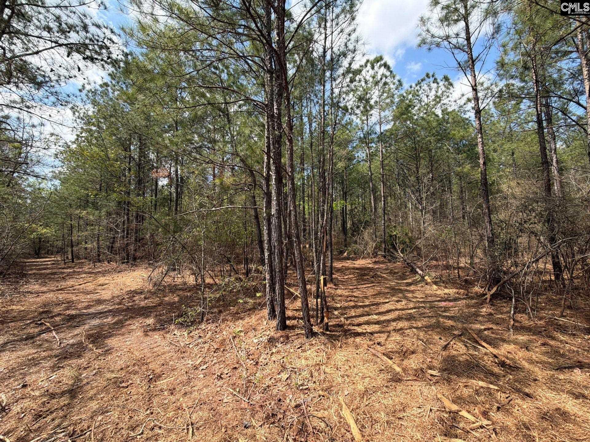 4 Mt Calvary Rd Ridge Spring Ridge Spring, SC 29129 - Photo 6 of 40