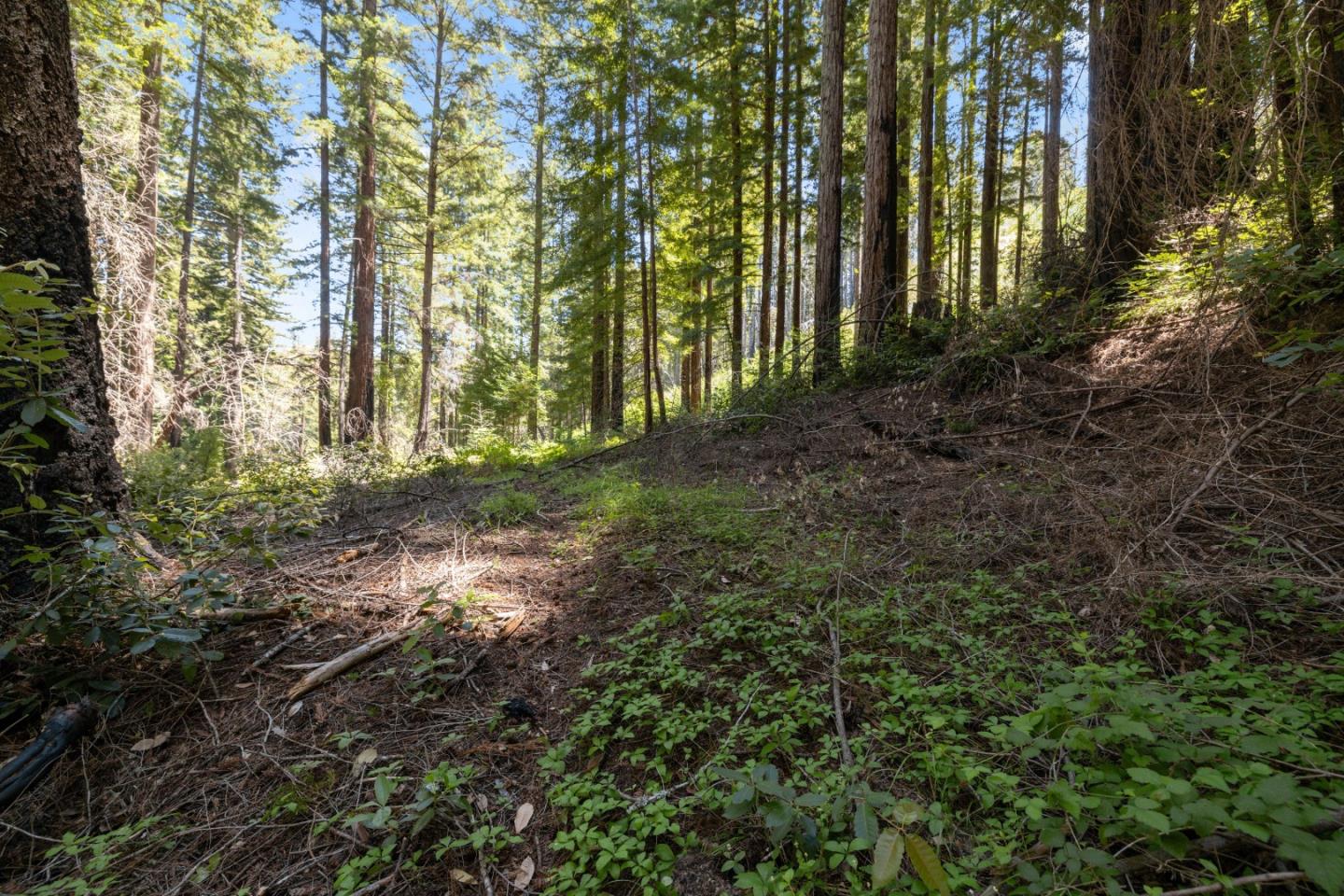 Lot 17 Branson Ranch Boulder Creek, CA 95006 - Photo 11 of 45 a view of outdoor space and trees