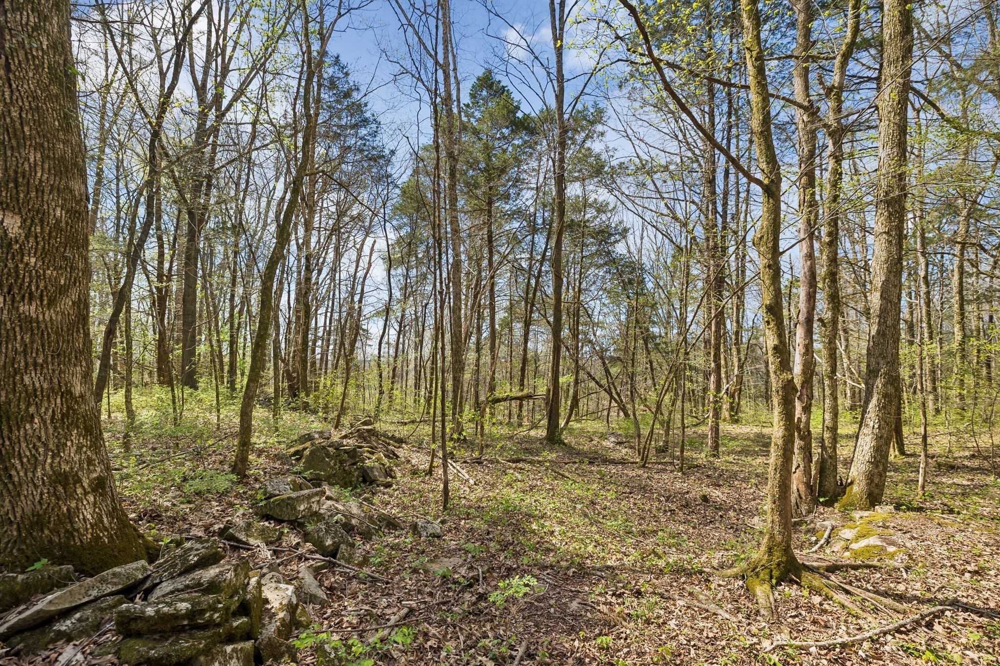 0 Turney Road Auburntown, TN 37016 - Photo 20 of 46 Gallery Image 20