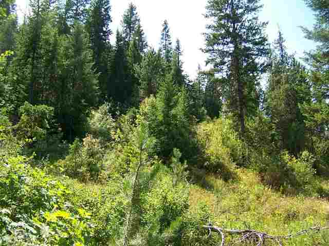 0 Springdale-Hunters Road Springdale, WA 99173 - Photo 6 of 8
