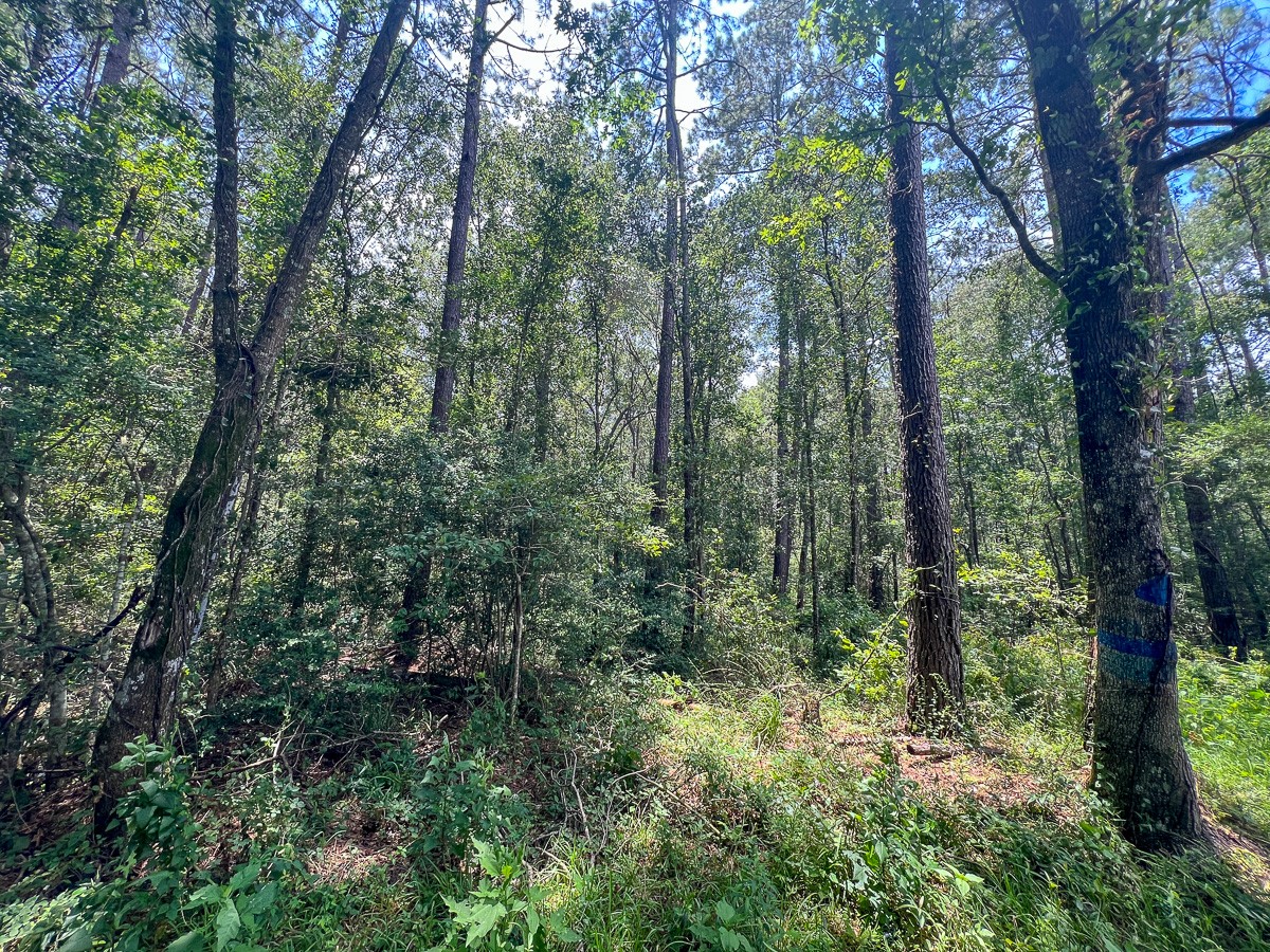 3 County Road 821 Buna, TX 77612 - Photo 2 of 15