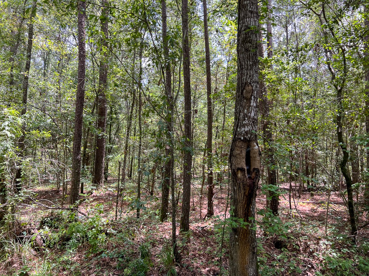 3 County Road 821 Buna, TX 77612 - Photo 5 of 15