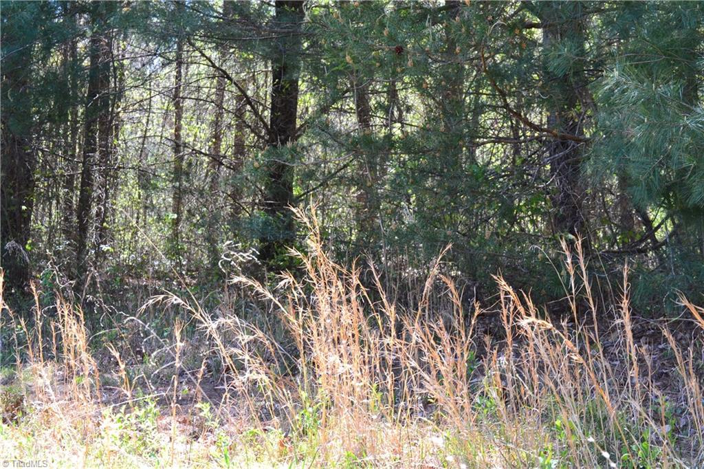 0 Swaringen Road Traphill, NC 28685 - Photo 14 of 15