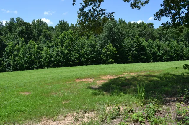 a view of a garden with a tree