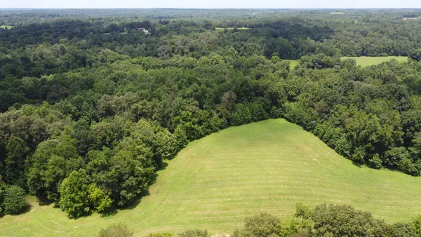 a view of a large trees with lush green forest
