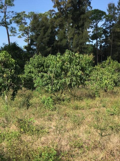 Lot Tripp Lot Tripp Road Loxahatchee, FL 33470 - Photo 20 of 25 IMG_6553