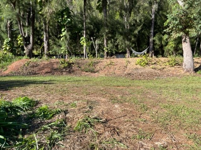 1740 Kokomo Road, Unit B Haiku, HI 96708 - Photo 6 of 29 a view of a yard with a tree