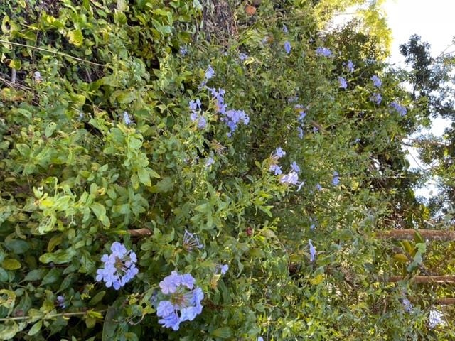 1740 Kokomo Road, Unit B Haiku, HI 96708 - Photo 8 of 29 a picture of flowers