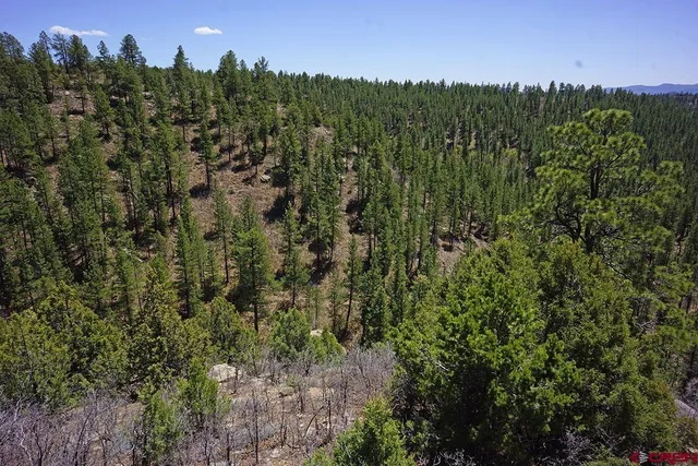 a view of a city with lush green forest