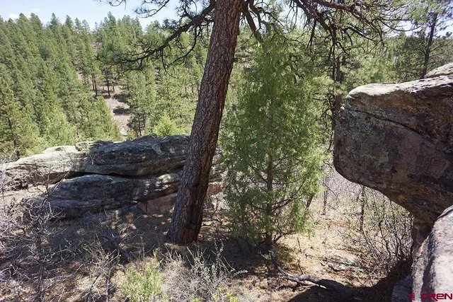 a view of a forest filled with trees