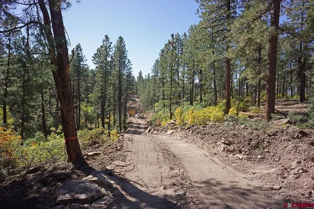 a view of a park with large trees