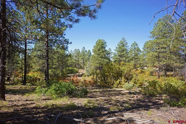 a view of a yard with plants and trees