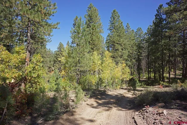 a view of a yard with plants and trees